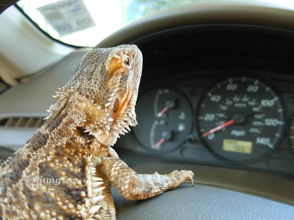 Are We There Yet?........Do you know patience?