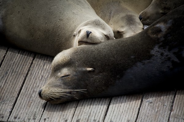 Pier 39