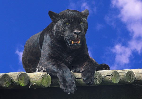 Black Jaguar