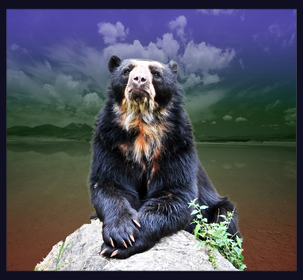 Andean Bear