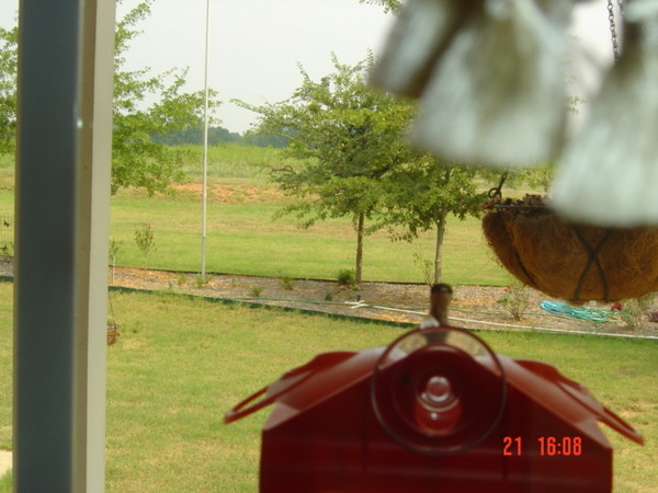 hummingbird peeking at me