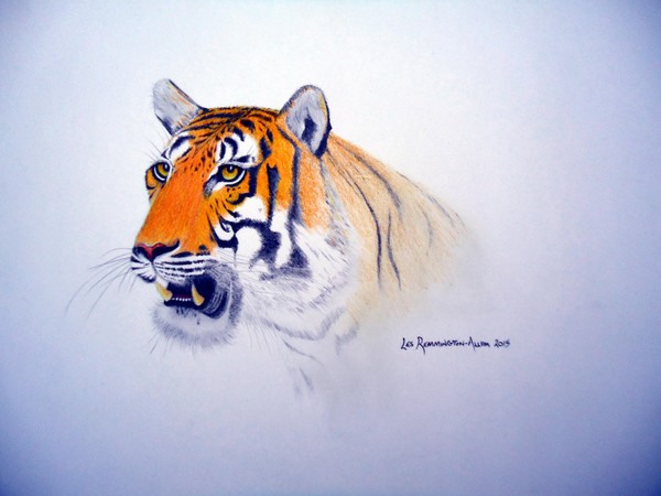 Tiger Teeth