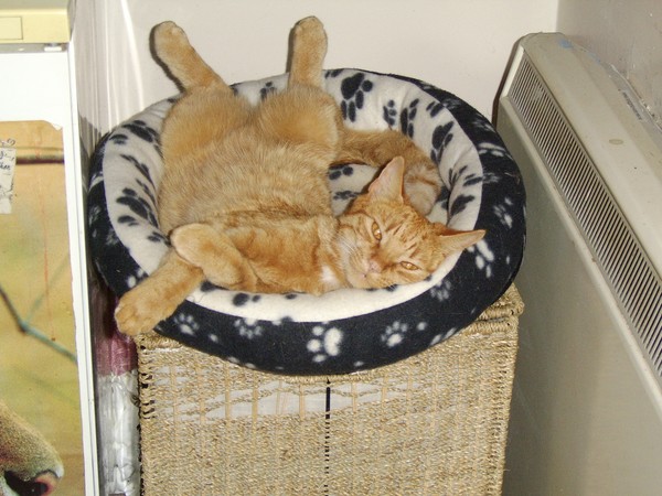 PAWS FOR THOUGHT