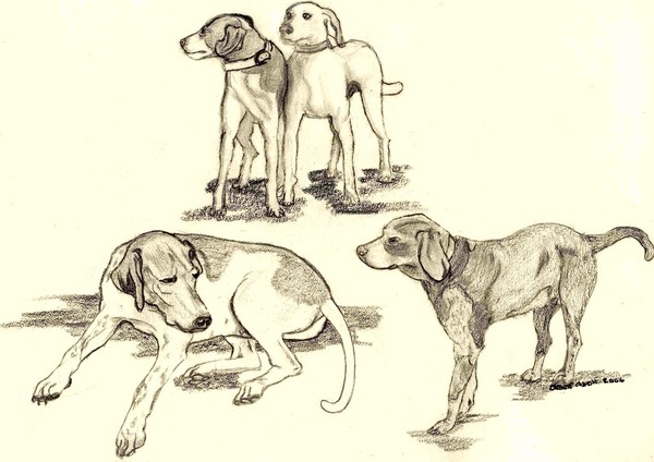 Dads Hunting Dogs