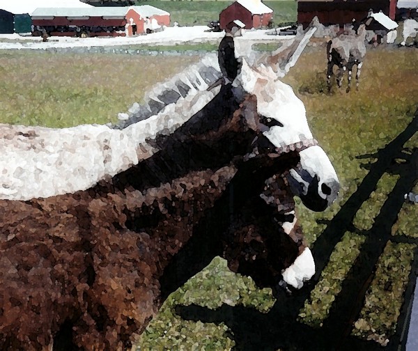donkeys