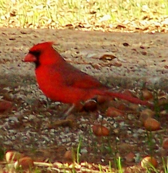 Cardinal