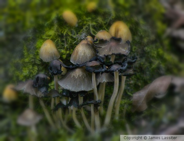 Little Mushrooms