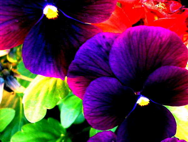 Potted Blooms of Beauty