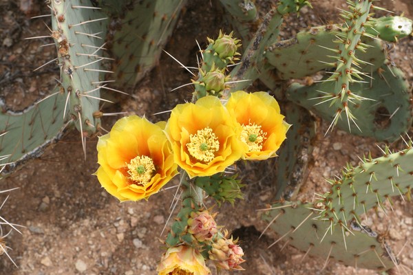 Three Sisters