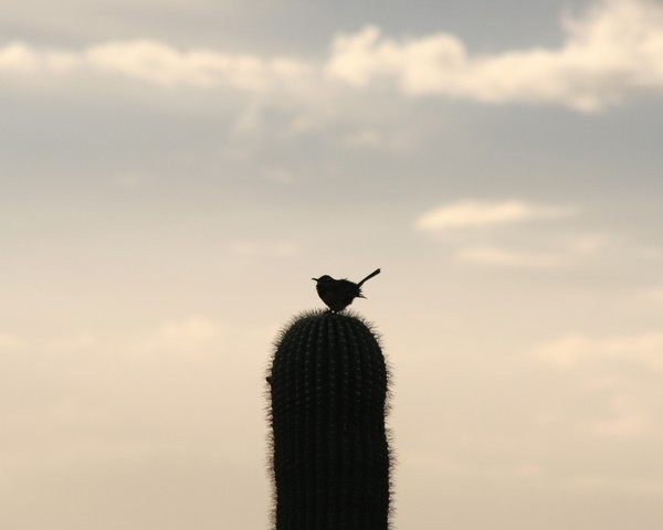 Chirp