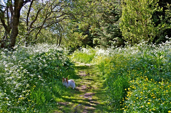  Oliver in the wild flora !