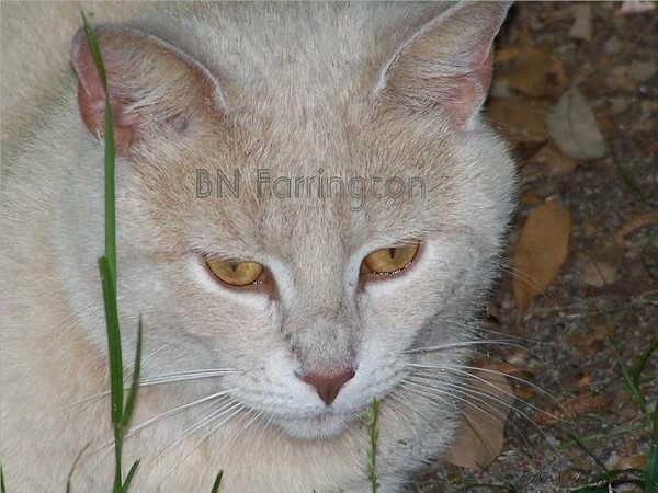 Beige Ferral Tom in the neighborhood
