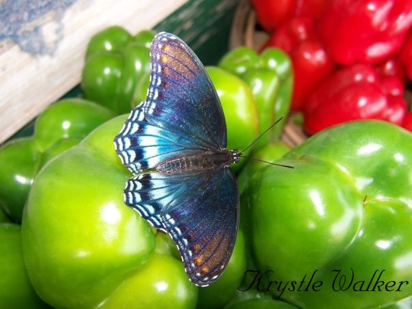 Farmers Market Butterfly