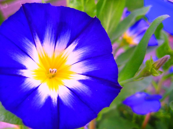 FLOWER POWER