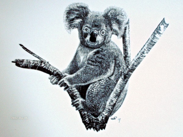 Koala