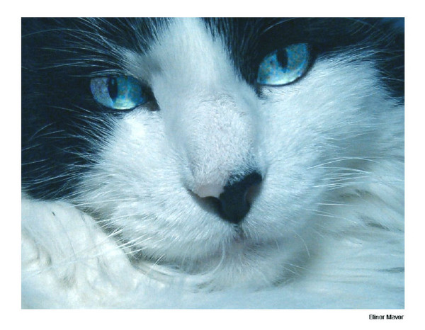 Charlie My Boy