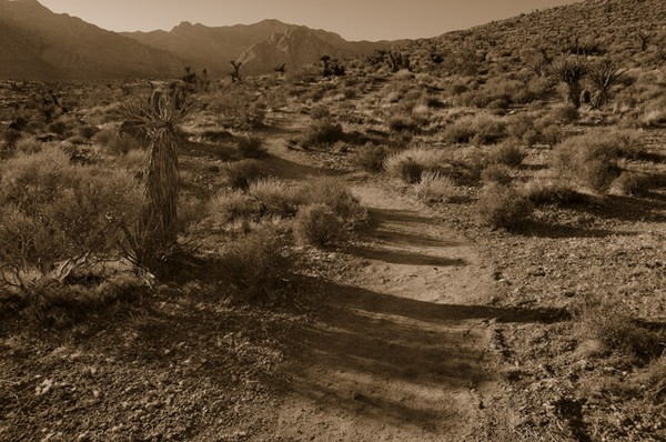 The Wild, Tamed West