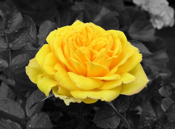 Yellow..