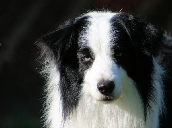 Kael 2