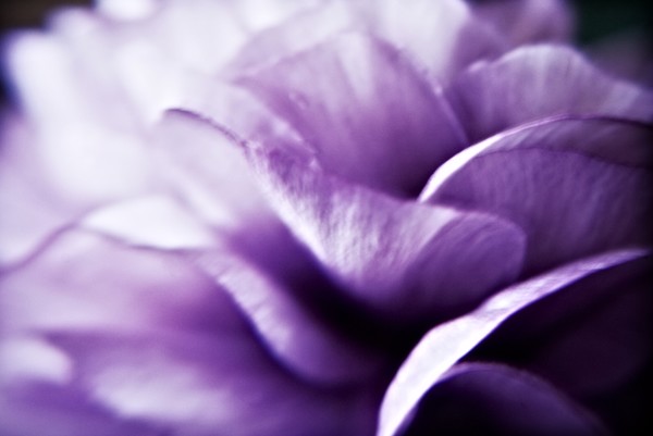 Shades of Purple