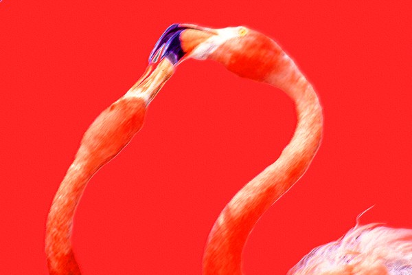 Flamingoes