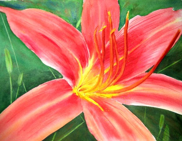 Jean's lilly