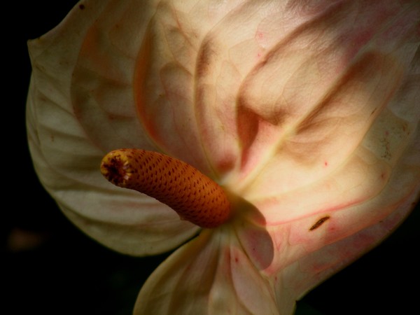 Peace Lily