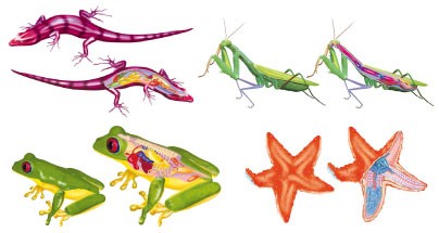 Animales