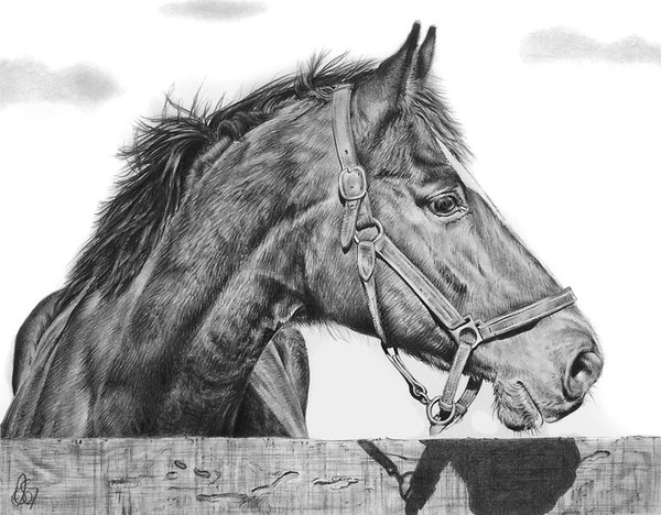 Horse