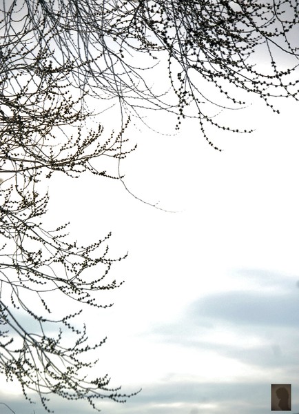 spring tree ...