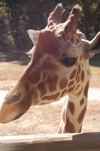 posing giraffe