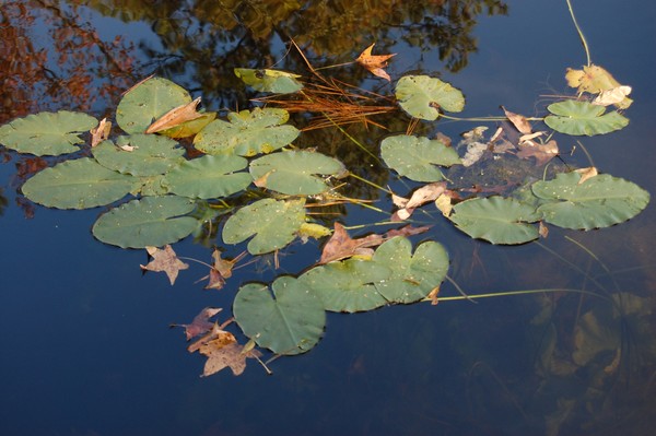 Watery Escape