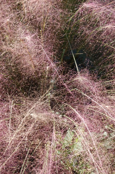 Hiding in the grass