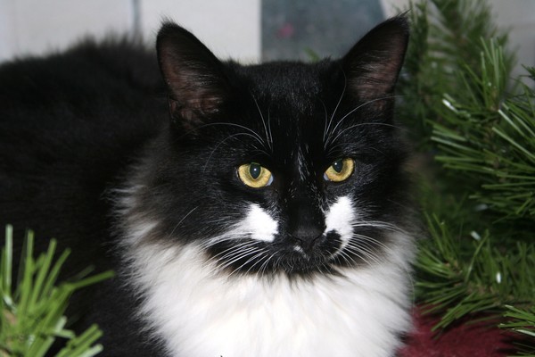 Christmas Kitty