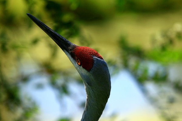 Sandhill Crane