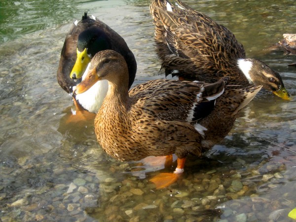 duck