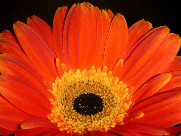 Daisies - Glowing In The Dark