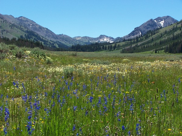 Valley Wildflowers