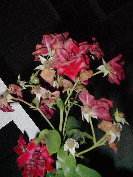 Night Rose
