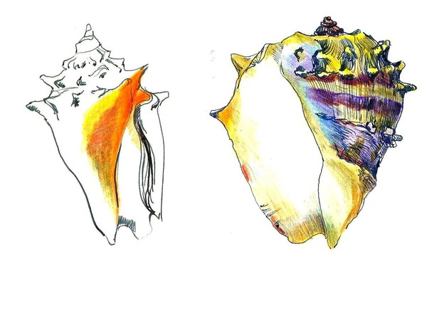 SHELL WE DANCE