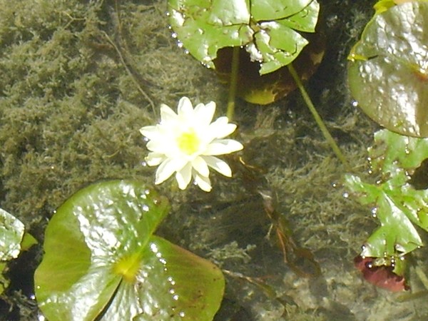 The Water Lily