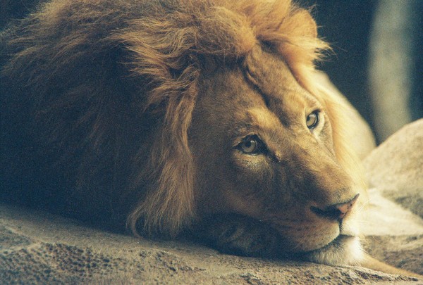 The King