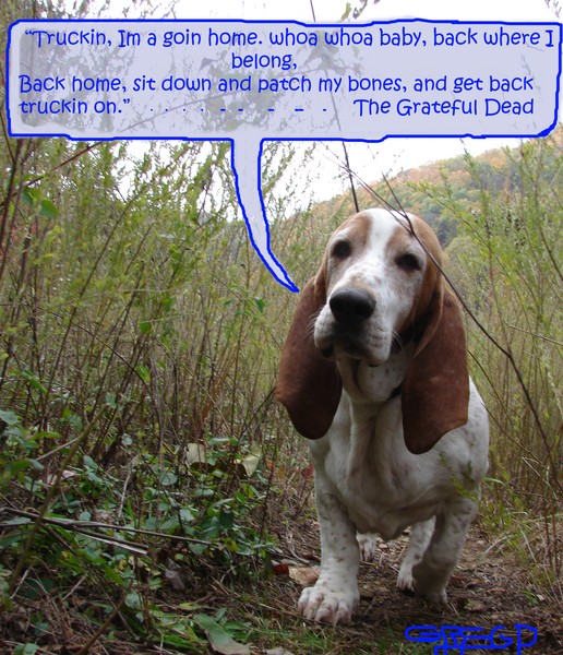 Truckin Bogie the basset  for Mahesh