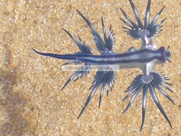 glaucus atlanticus