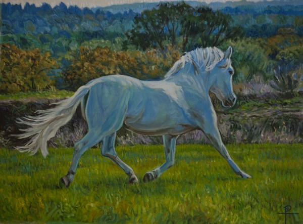 Andalusian