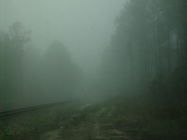 Forrest mist