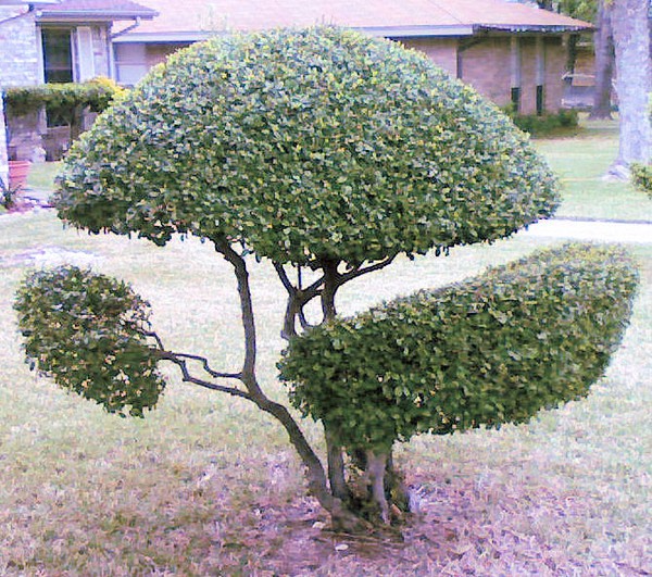 Bush