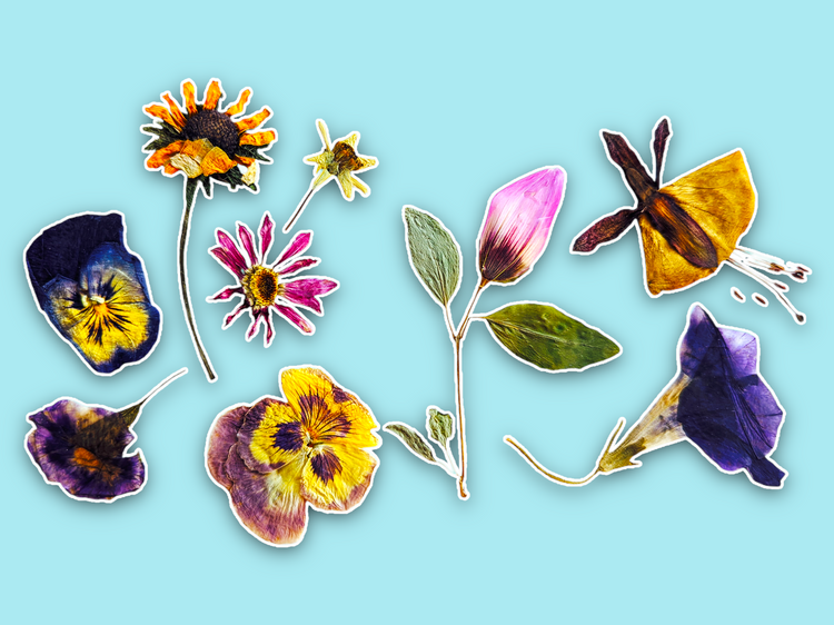 Pressed flowers from QUEBEC