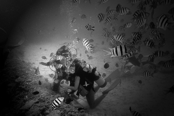 Diving in the Coral Gardens