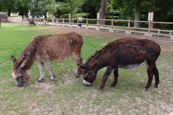 Donkey Farm at Chennonceau-1327